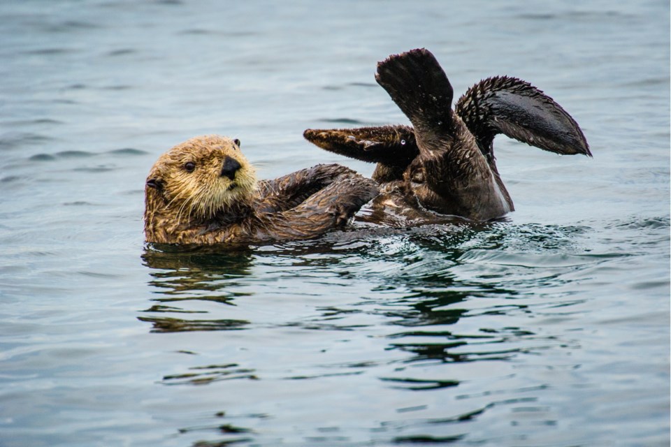 Rare and friendly sea otter spotted in waters off Saanich