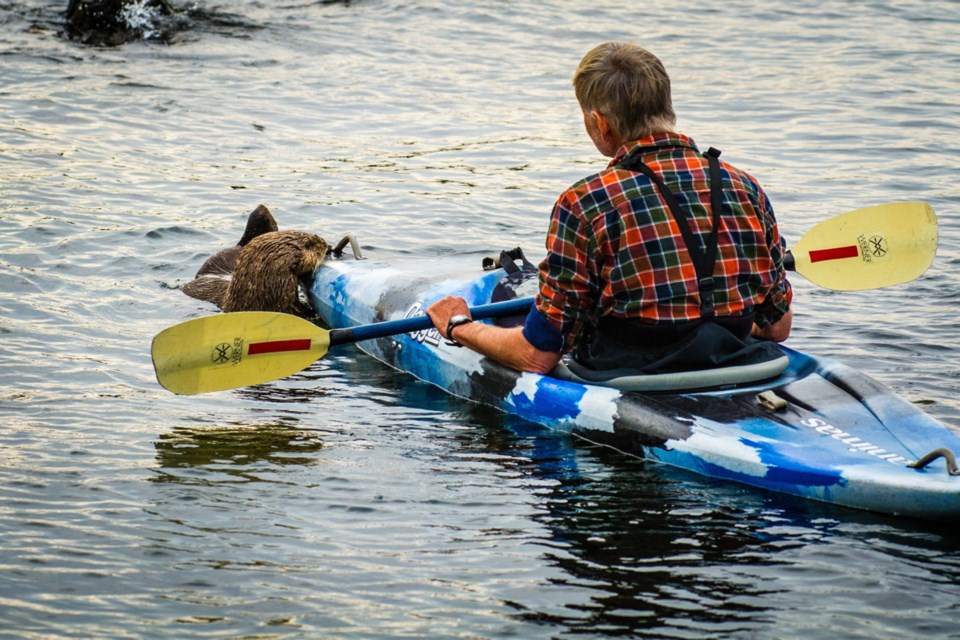 A sea otter appeared in front of the home of Cheryl Alexander and David Green (in the kayak) Thursday near Ten Mile Point.
