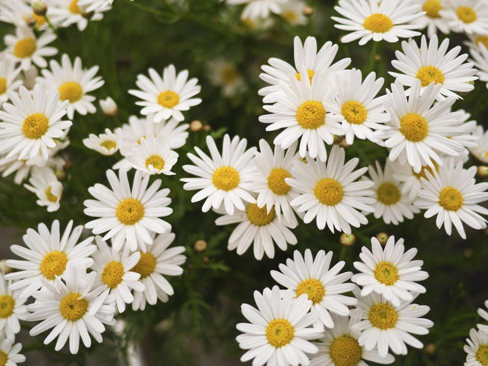 Daisies