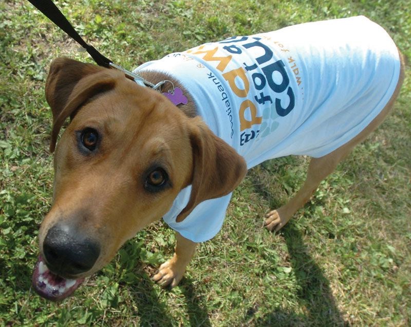 Paws-for-Cause.20.jpg