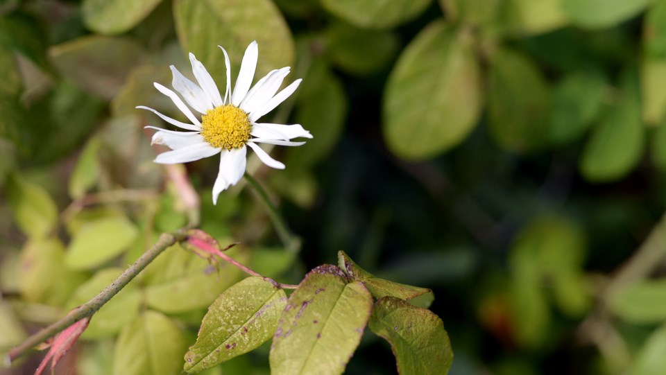 daisy