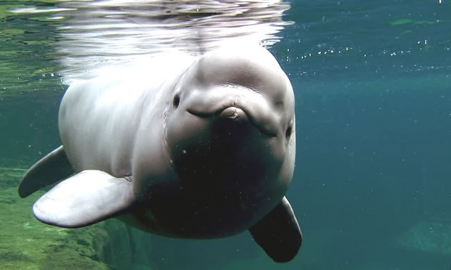 Vancouver Aquarium