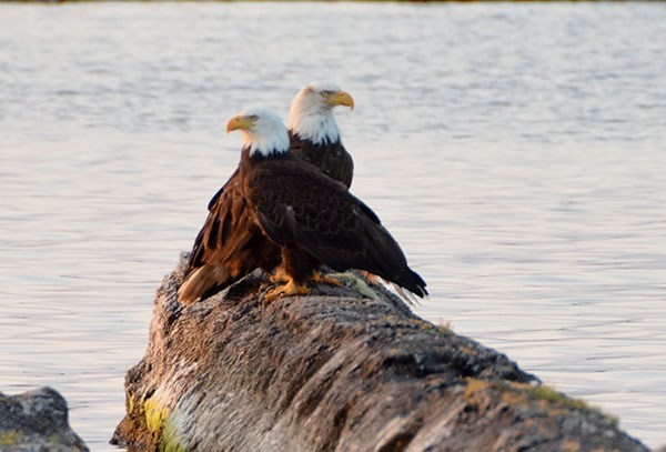 Eagles