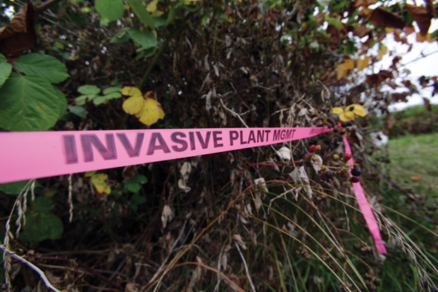 Invasive plants