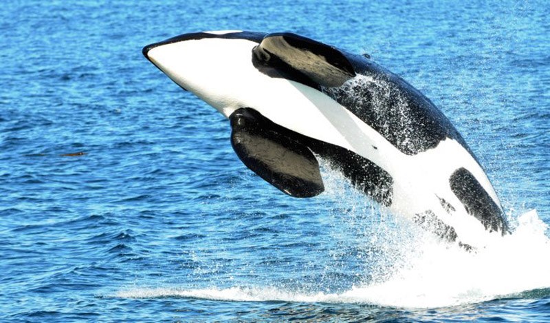 Orca whale
