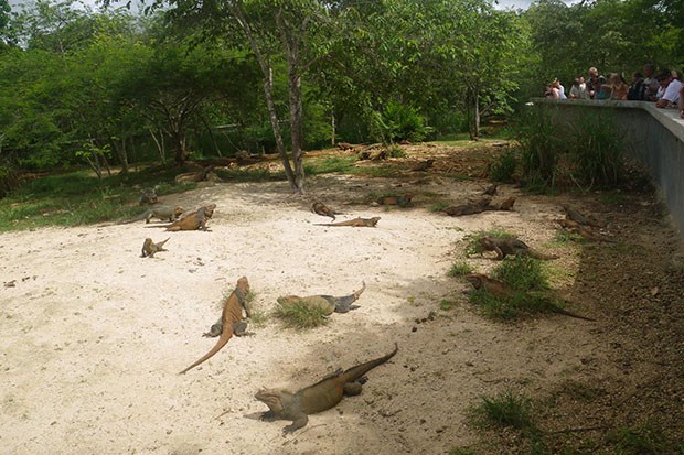 Unique Rhinocerous Iguanas are protected and displayed in a sanctuary.