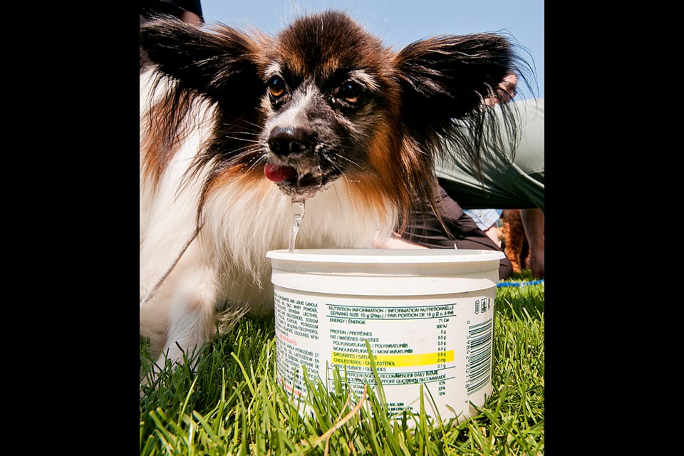 It’s a dog’s life: Community members are invited to join dogs and their people at the 16th annual Doggy Fun Day at Queen’s Park on Sunday, Aug. 30. A variety of contests and demonstrations will be taking place, including the popular bobbing for wieners contest.