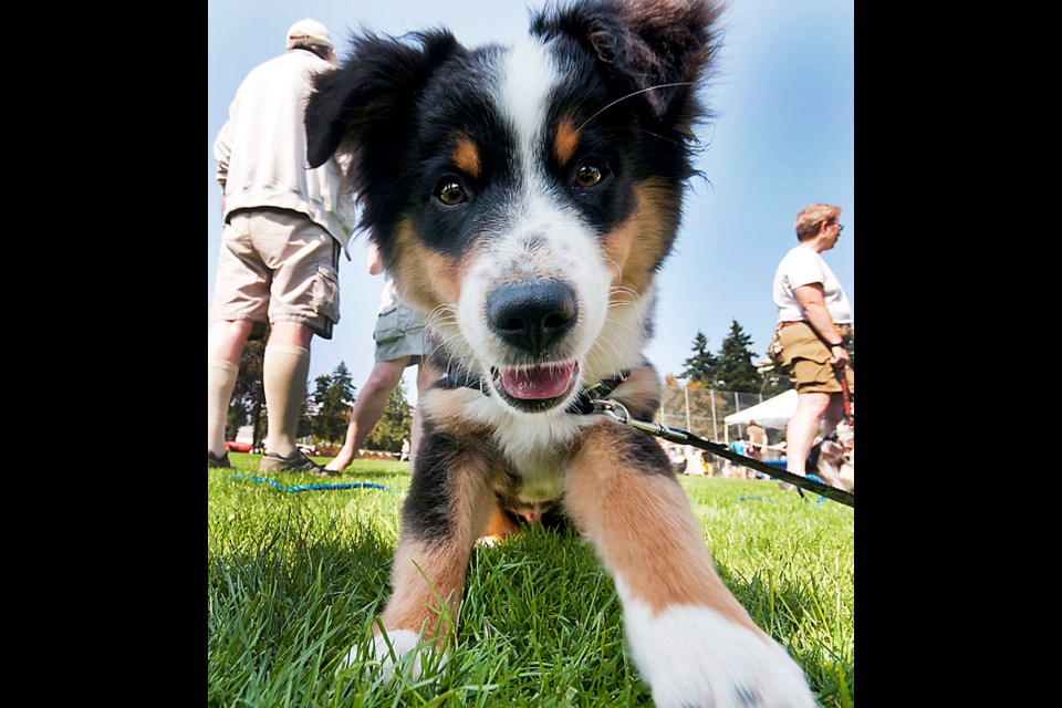 082414 - New Westminster, BC
Chung Chow photo
Doogy Fun Day at Queen's Park
Curious pup - Nugget, 15-week-old Australian sheepdog, mugging for the camera.