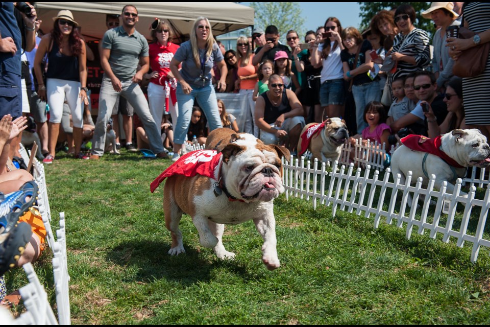 – Jocelyn Ingram cheered on her English bulldog, Spike, during Sunday’s Running of the Bulls race at Coopers’ Park in Yaletown. The race was part of the Pet-A-Palooza festival hosted by not-for-profit Just Love Animals Society which raises money for free spay and neuter clinics for low-income families. Photograph by: Rebecca Blissett