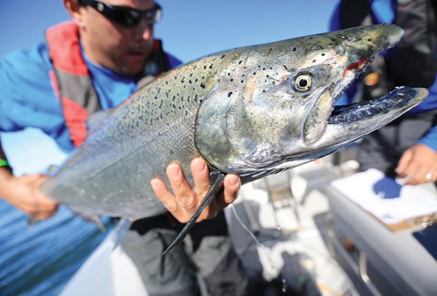 Volunteer Jayson Heaney helps weigh a chinook salmon during last year's Labour Day Chinook Classic. This year's derby, held out of North Vancouver's Mosquito Creek Marina, features a $25,000 prize for biggest fish.