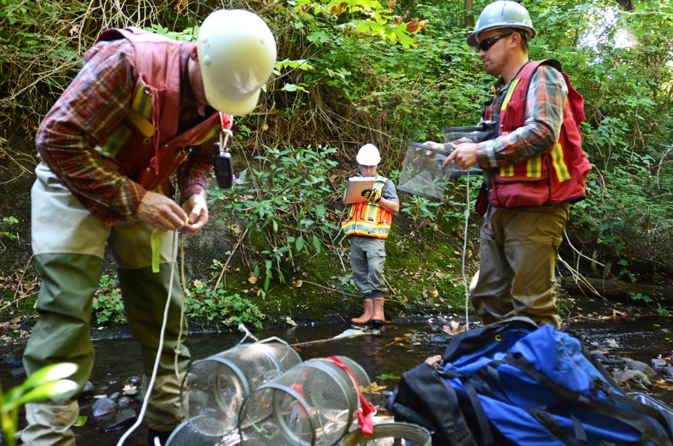 Trans Mountain pipeline survey