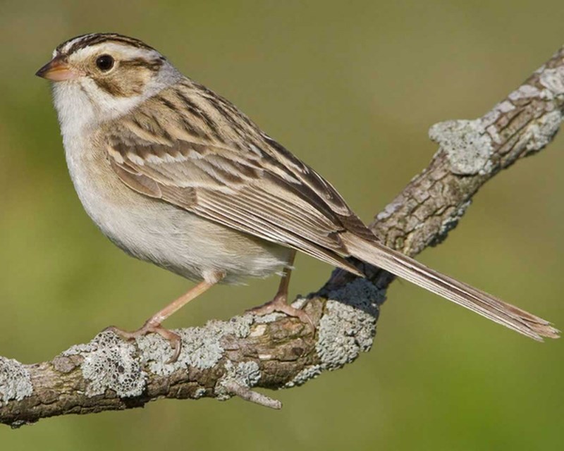 Clay sparrow