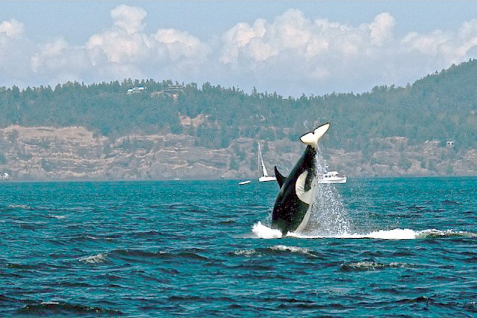 According to the Pacific Whale Watch Association, this summer marks the highest number of transient orca sightings in the Salish Sea on record. The PWWA gathers data from 33 tour operators.