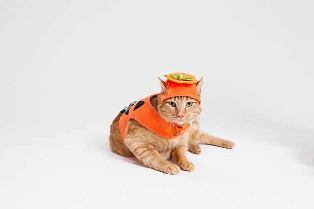 cat