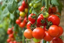Tomato
