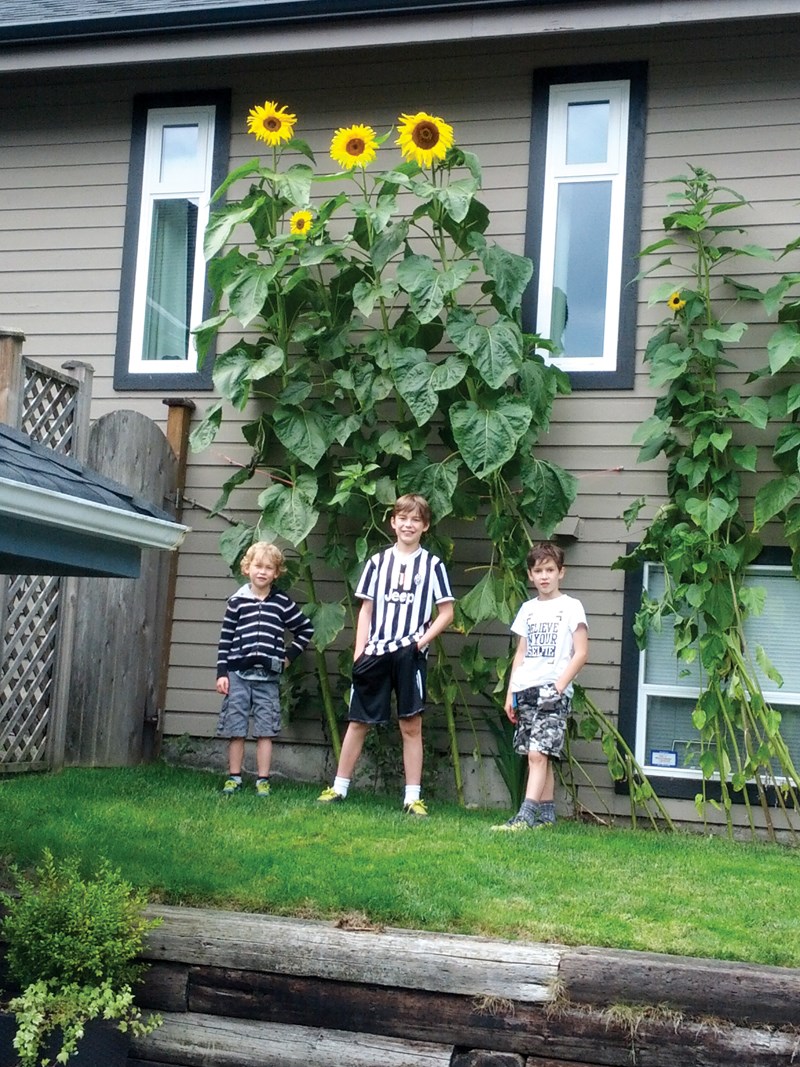 Mitchell sunflowers