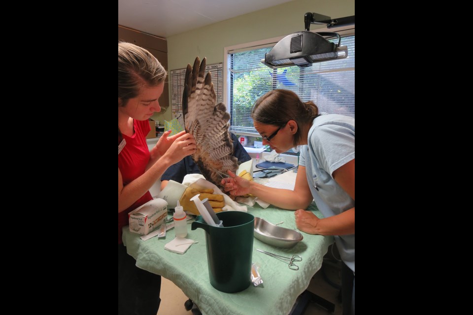 Wildlife rescuers tend to a hawk that was rescued with the help of a Burnaby tree-removal company.