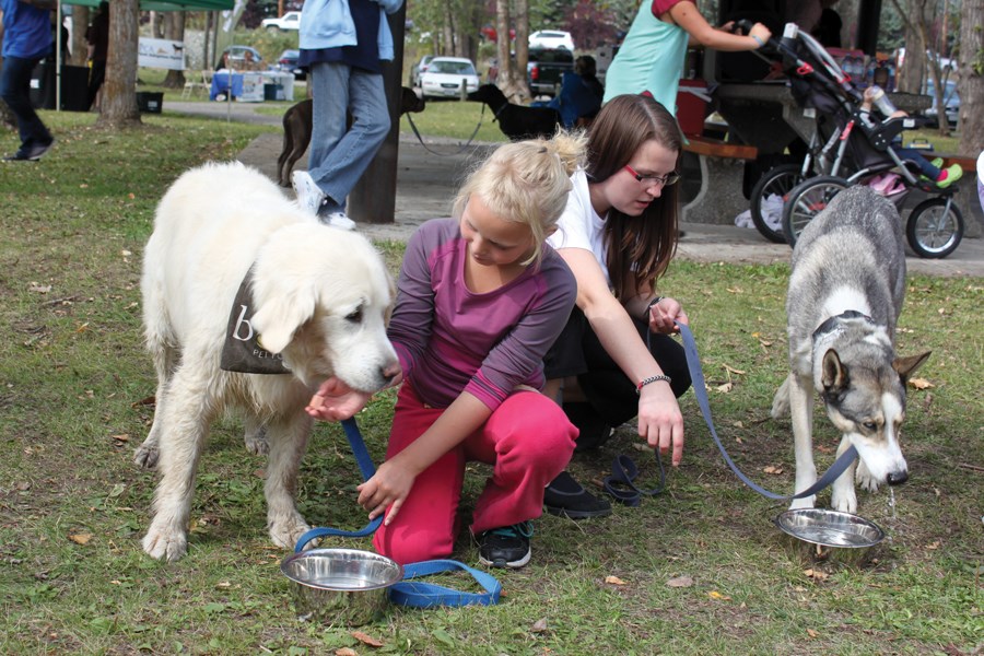 paws for a cause 2014