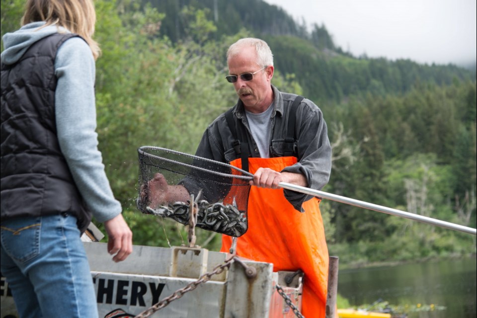 Rob Brouwer, manager of Nitnat Hatchery, helps to transfer fry from Fairy Lake to the San Juan hatchery for clipped and coded-wire tagging as part of the Port Renfrew Salmon Enhancement Society's work.