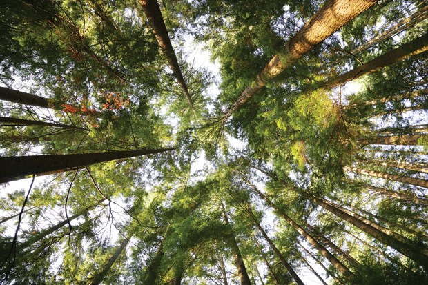 Forest week upon us