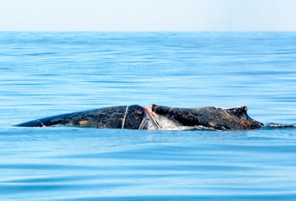 Entangled humpback-2.jpg