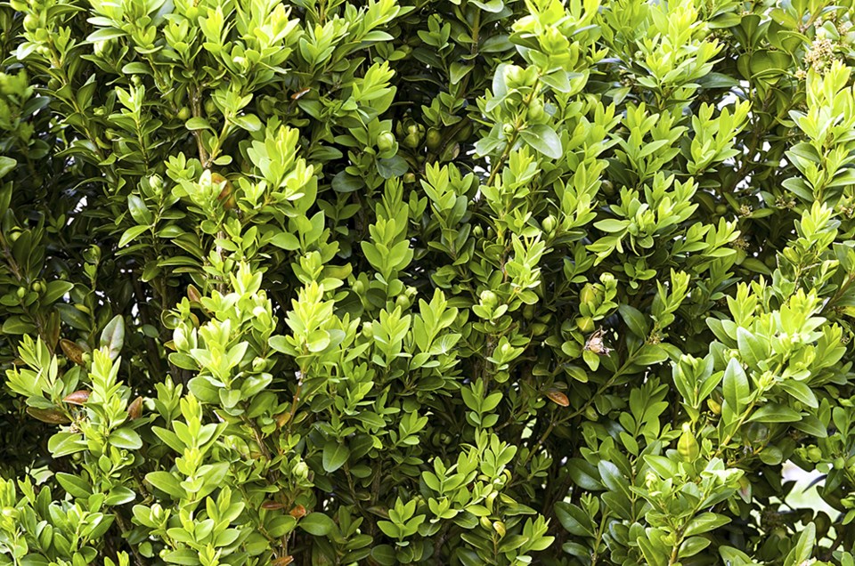 boxwood