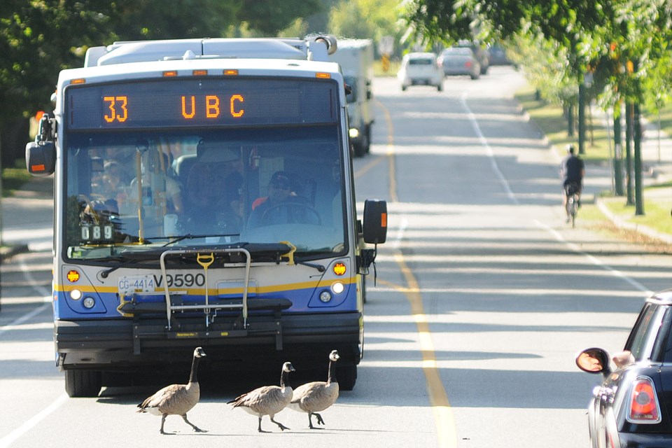 Canada geese control the traffic near Queen Elizabeth Park. Photo Dan Toulgoet