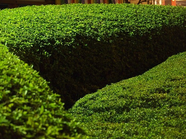 boxwood