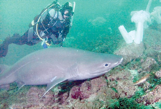 This species of rare sixgill shark has recently been spotted in Howe Sound.