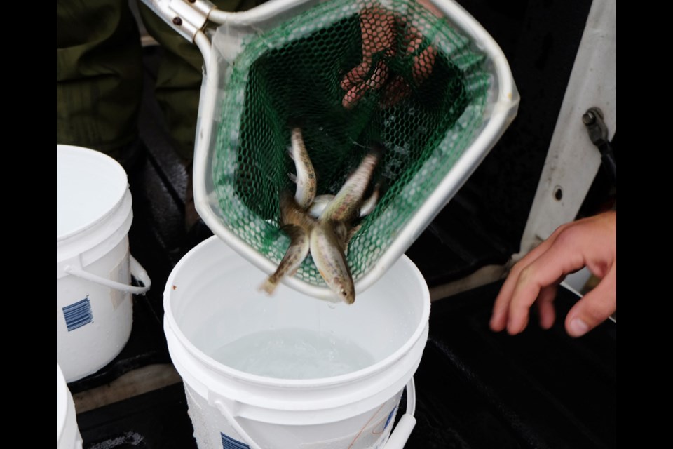 Tiny salmon, ready for release in Guichon Creek on Burnaby's BCIT campus.