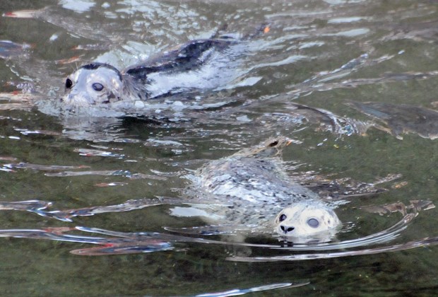 Seal release_9