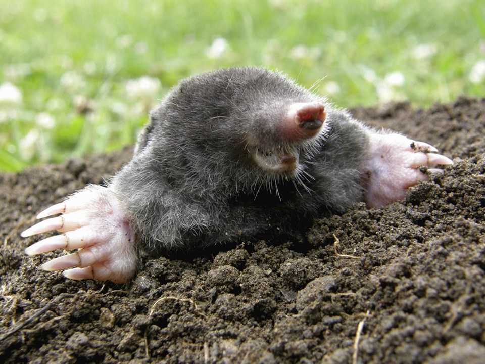 mole