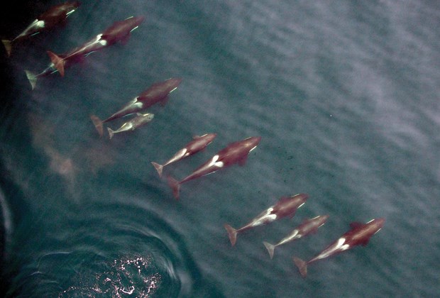 This photo of whales in Johnstone Strait in August was captured by researchers using a custom-designed drone.