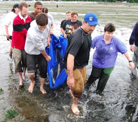 Dozens of people turned out Tuesday to help the dolphins stranded on a beach in Oyster Bay near Campbell River. They worked in teams, carrying the dolphins in tarps back to the water. (June 28, 2011)