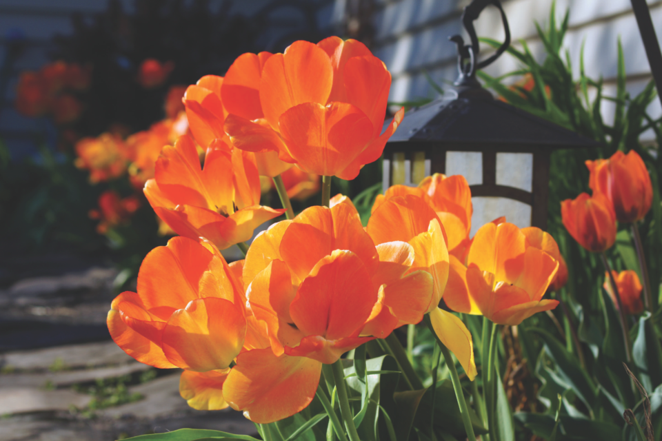 tulips