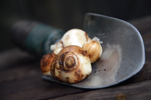 Fall bulb-planting season in full swing