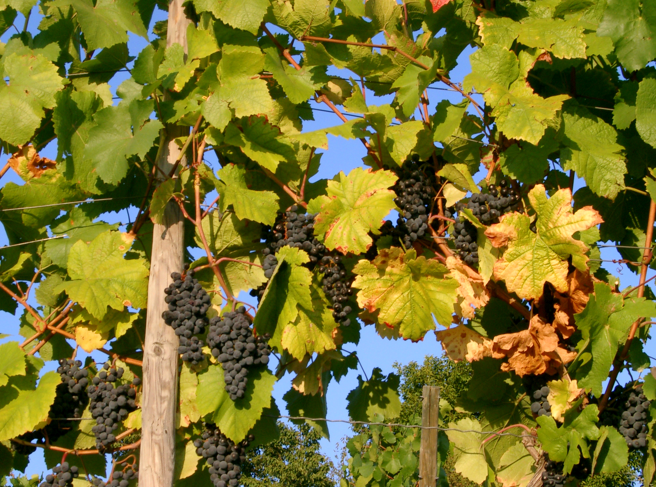 grapes