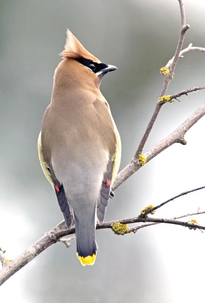Get out and enjoy the best of fall birding
