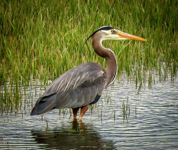 Blue Heron by Tim Cyr