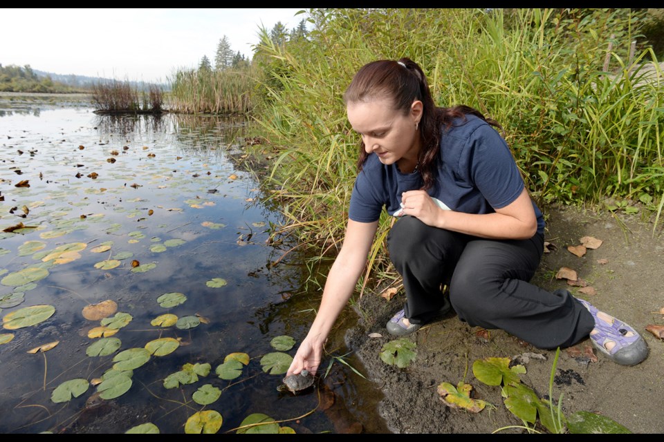 Deanna MacTavish, an SFU biology student, helps release the last endangered Western painted turtles into Burnaby Lake. MacTavish is working on a master's project that includes tracking the turtles' movements, overwintering habits and health.