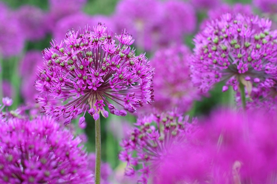 onion flowers