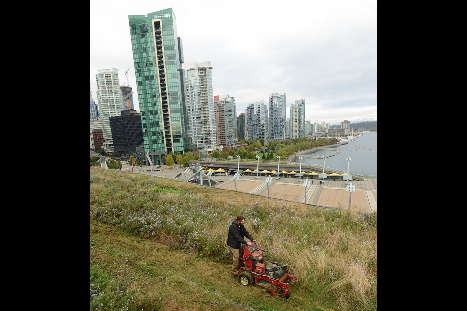 Landscaper Matt Cronk gives the living roof on top of the Vancouver Trade and Convention Centre its annual trimming. Photo Dan Toulgoet