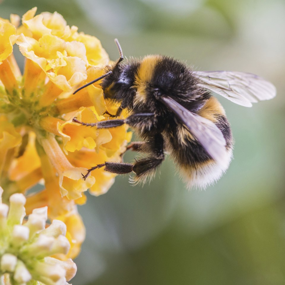 Bees