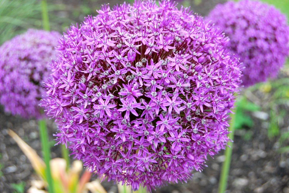 alliums