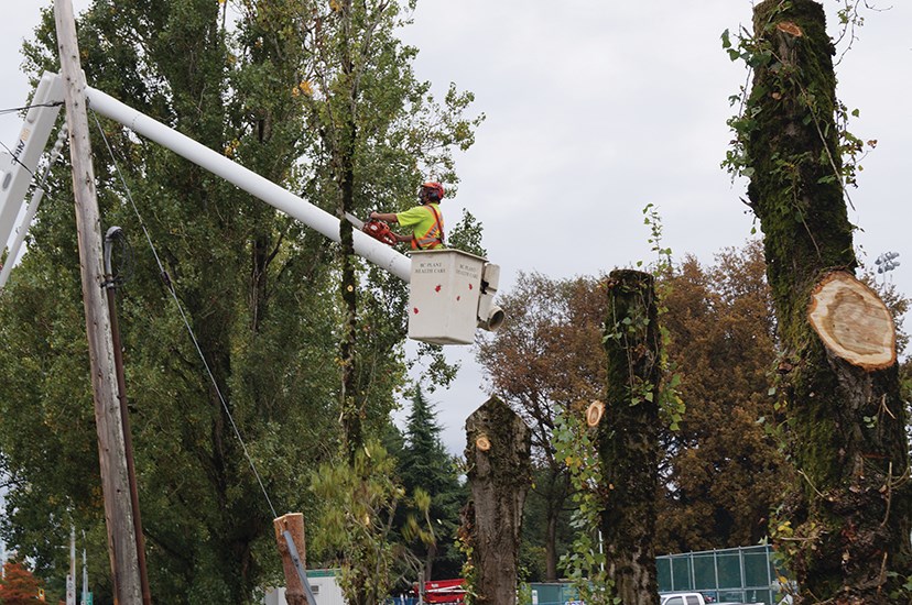 Minoru Park trees