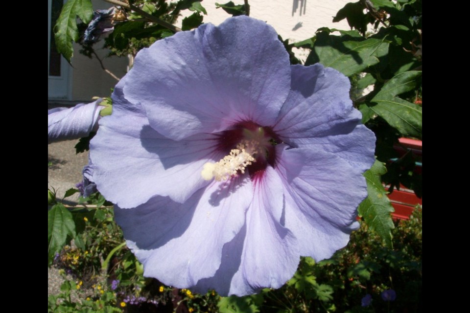 Giant hibiscus best sale
