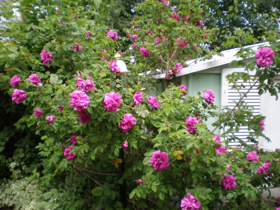 rose bush
