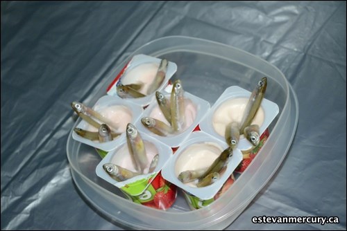 The Estevan Public Library held a fun event where participants had their stomachs tested. The event had seven rounds of interesting treats including: chicken liver and sardines. If you recognize a friend tag them in our photos at: https://www.facebook.com/EstevanMercury