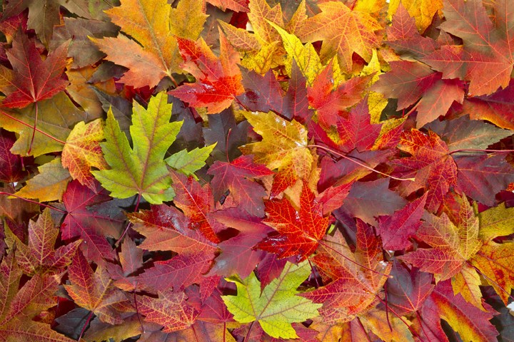 leaves