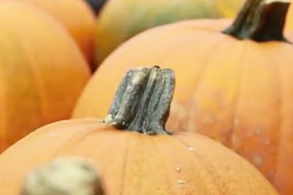 Pumpkins